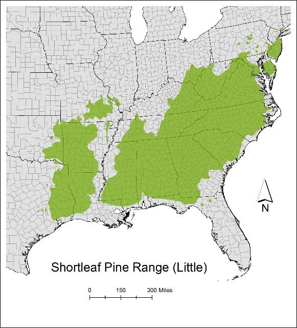 Shortleaf Pine an Important Component to NJ’s Forests New Jersey Audubon