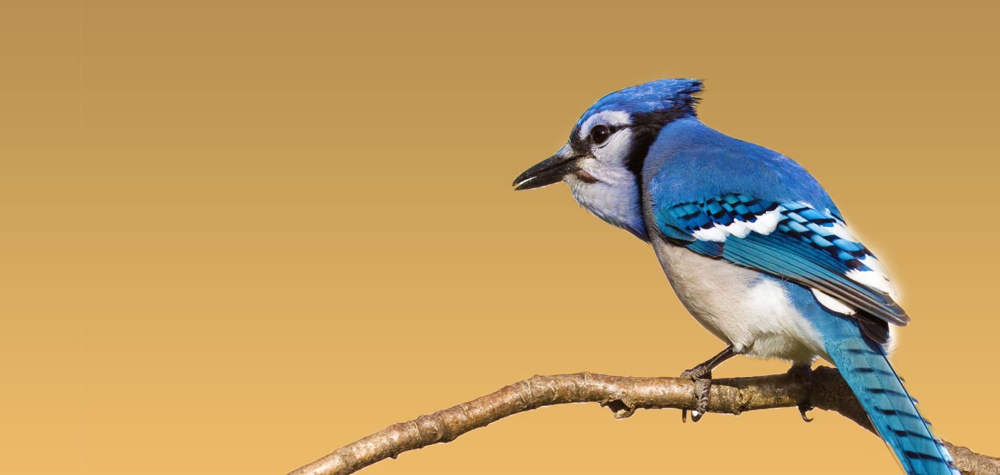 New Jersey Audubon Society Making New Jersey s Better Place