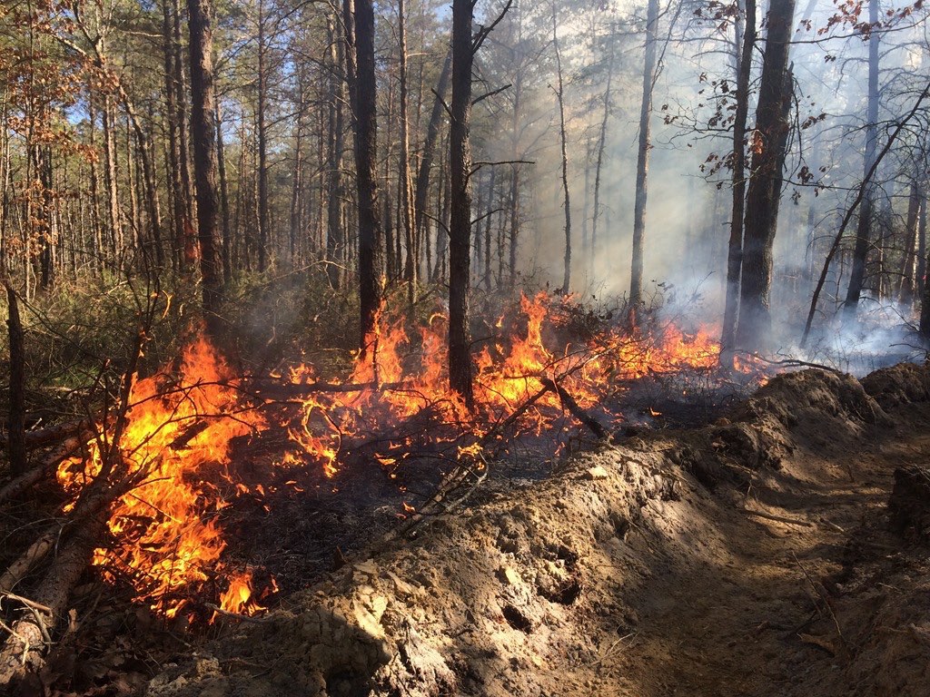 Prescribed Burning in Full Swing at Northern Bobwhite Restoration