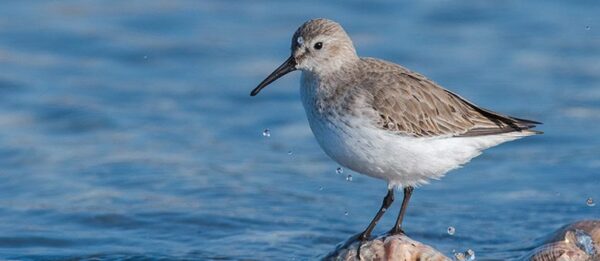 Cape May Bird Observatory | New Jersey Audubon