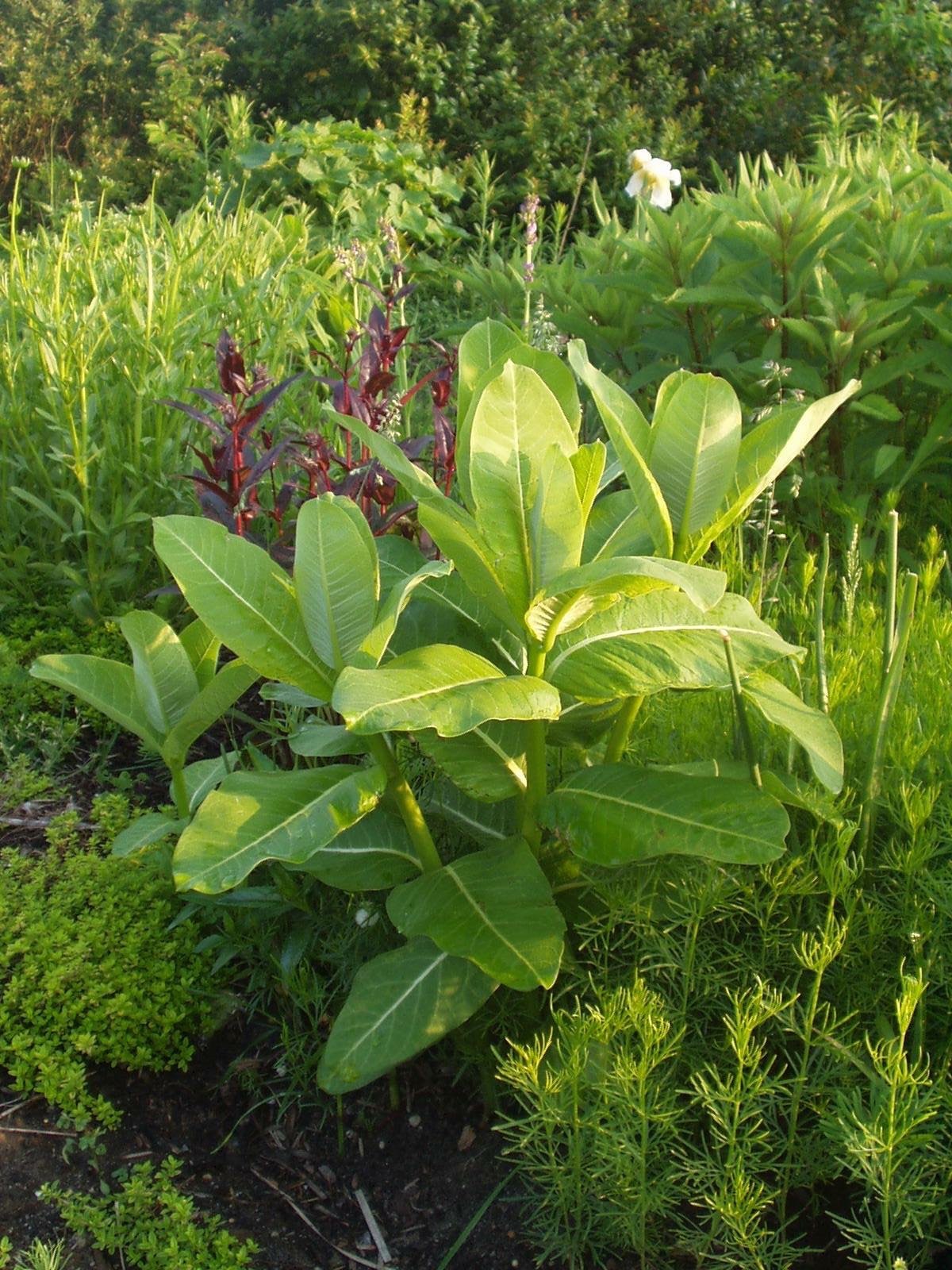 Nature Center of Cape May New Jersey Audubon