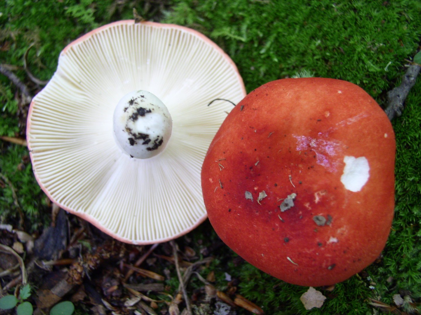 Mushroom Meander New Jersey Audubon