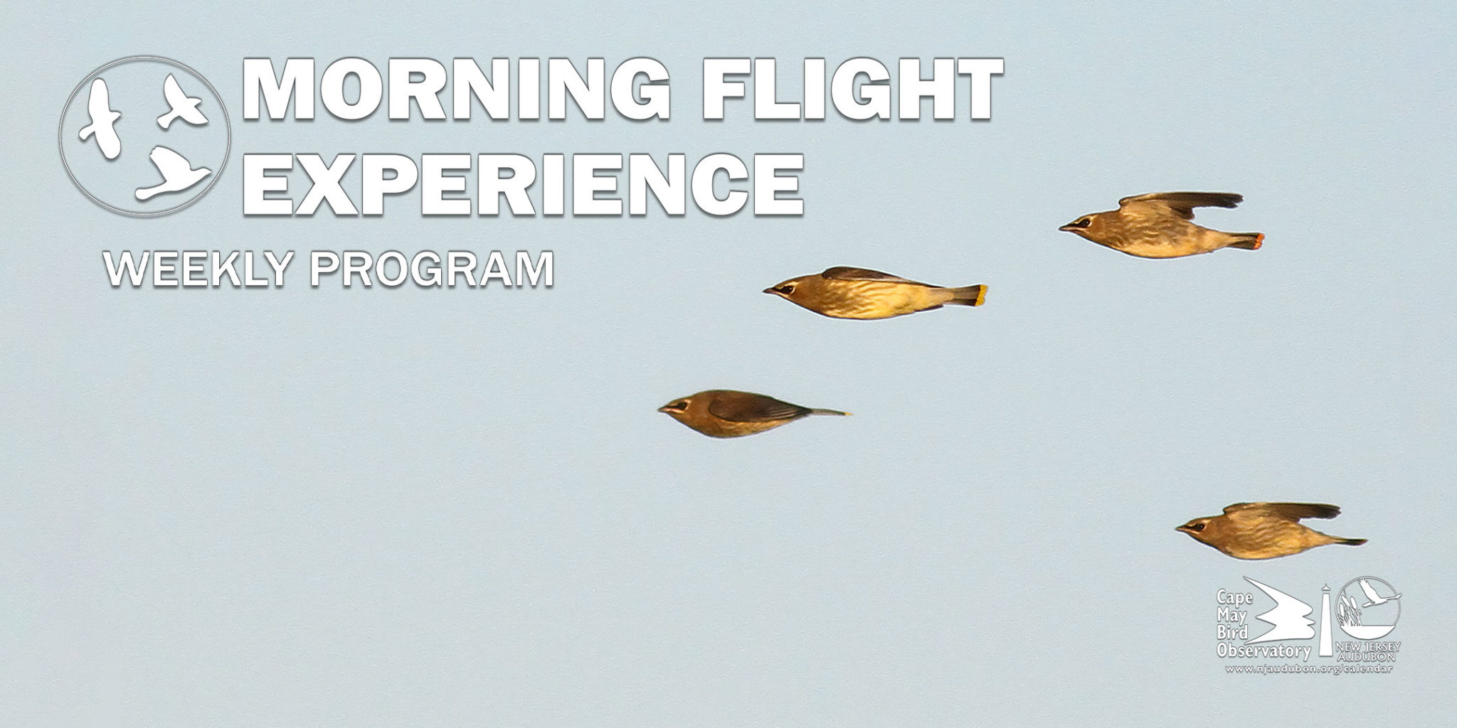 Morning Flight Experience | New Jersey Audubon