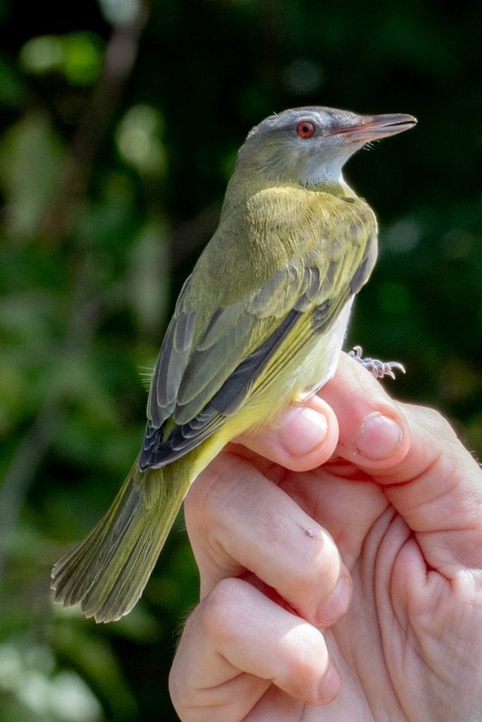 Yellow-green Vireo, banded and fitted with a tiny LifeTag UHF transmitter (not shown in this photo)
