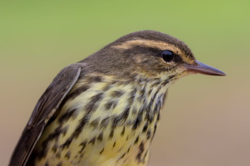 Northern Waterthrush, one of the most common species on our study site and a very interesting one indeed! We hope to learn much more about this wonderful neotropical migrant in the coming years!