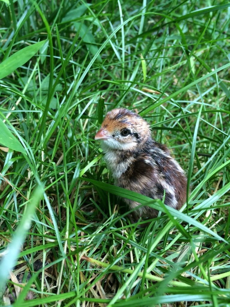 Ask a Quail – The Fall Shuffle is Not a Dance | New Jersey Audubon