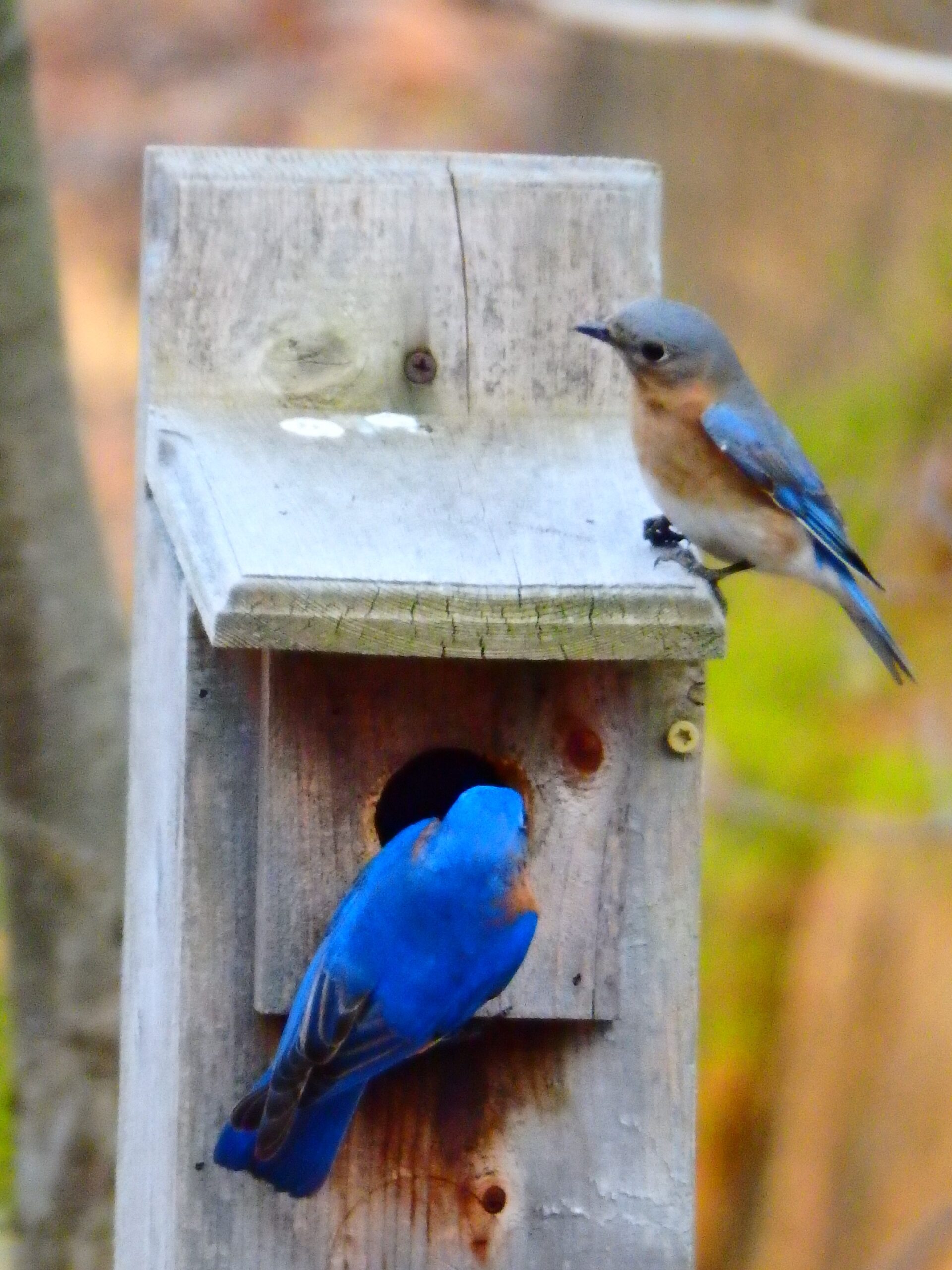 Community Conservation Catalyst | New Jersey Audubon