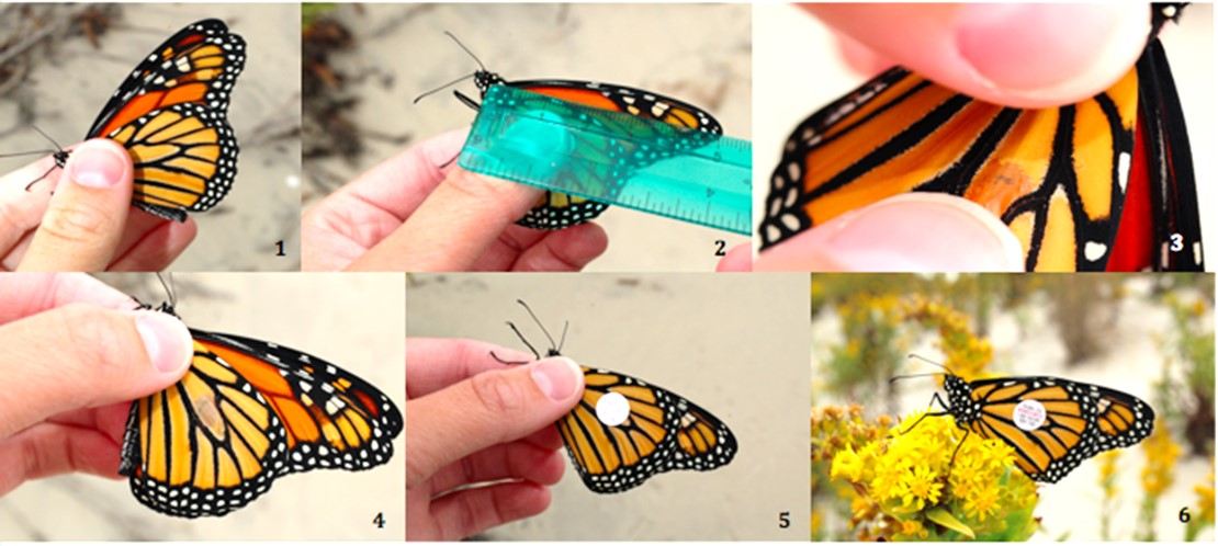 Watch For Monarch Butterflies In New Jersey This Spring