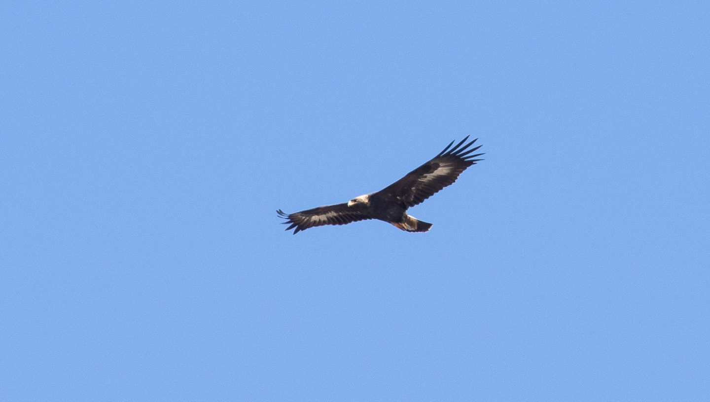 2018 Cape May Hawkwatch - 53,495 Raptors & More!! | New Jersey Audubon