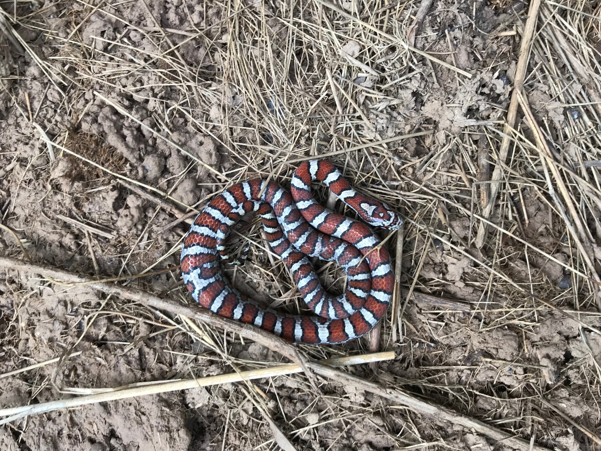 Why can't the snakes cross the road, secret lives of baby snakes and other  New Jersey Pineland snake science – Drexel News Blog