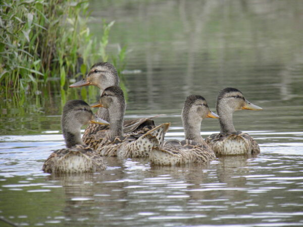 Black Duck Project Gives Ecological Uplift in Delaware River Watershed ...