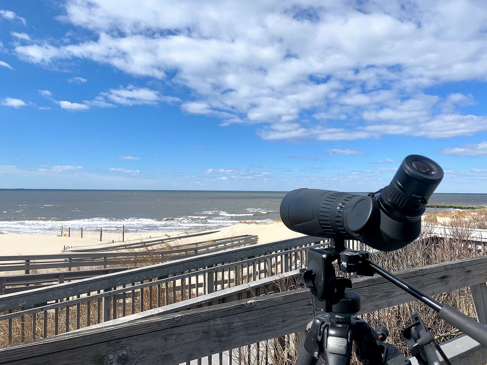 Cape May Springwatch New Jersey Audubon