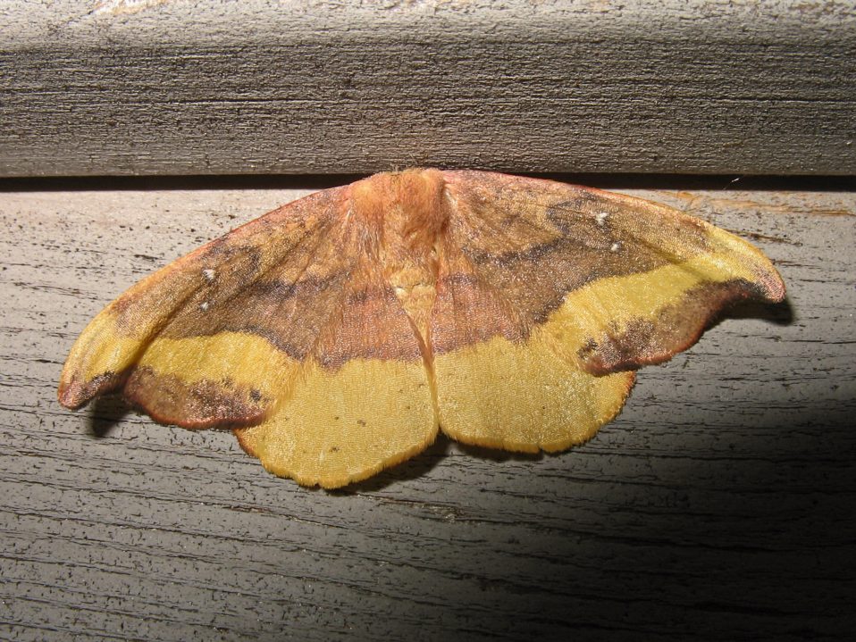 National Moth Week New Jersey Audubon