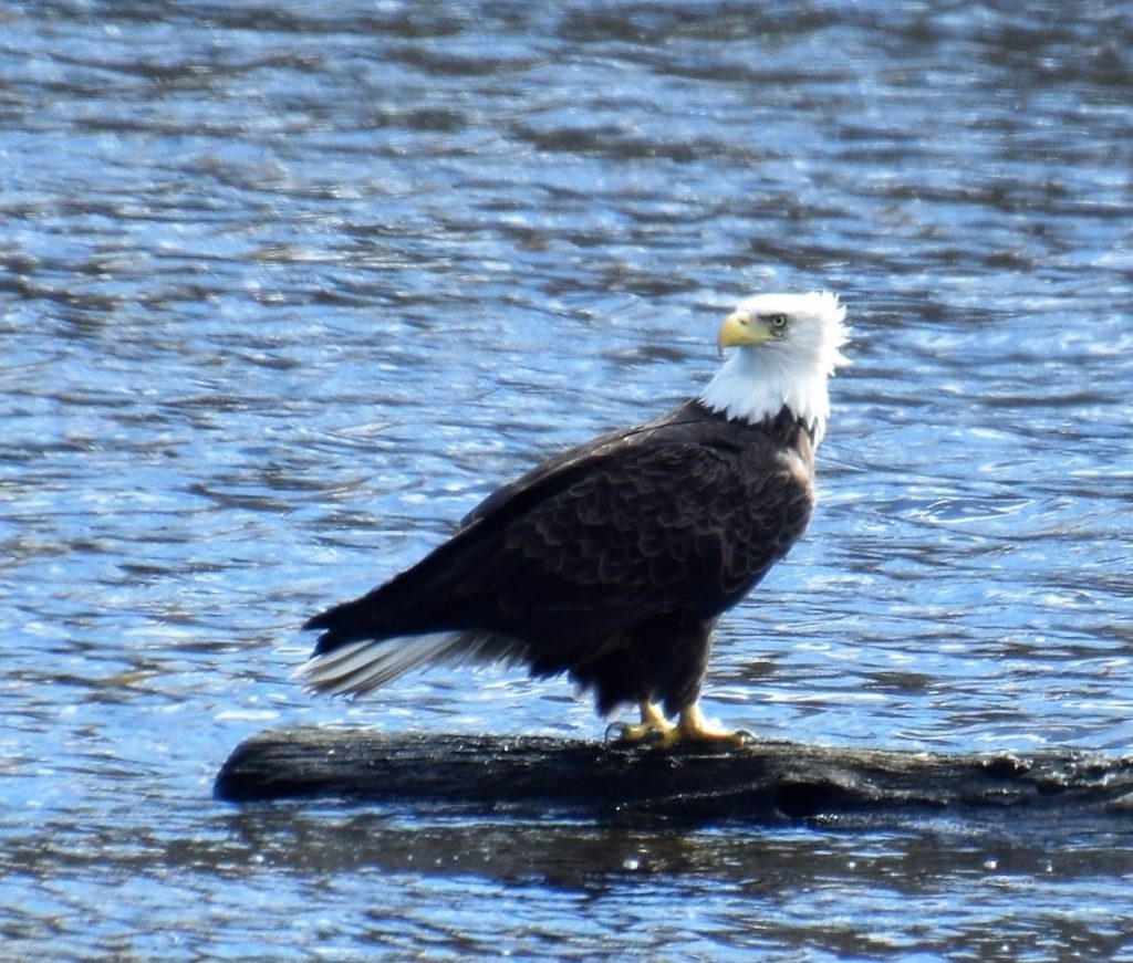 Petty's Bald Eagle New Jersey Audubon