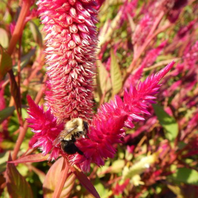 Bee on Celosia
