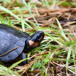 Female Bog Turtle - Photo Chris Neff/NJAudubon