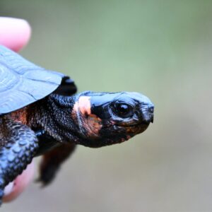 Female Bog Turtle - Bog-turtle with radio transmitter - Photo Chris Neff/NJAudubon