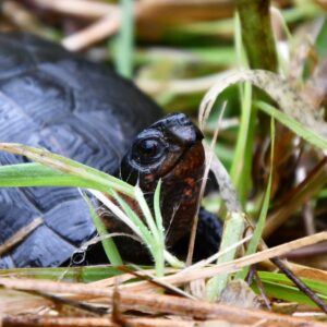 Female Bog Turtle - Bog-turtle with radio transmitter - Photo Chris Neff/NJAudubon