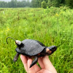 Female Bog-turtle with radio transmitter - Photo Chris Neff/NJAudubon