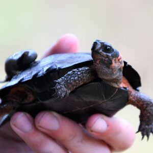 Female Bog Turtle - Bog-turtle with radio transmitter - Photo Chris Neff/NJAudubon