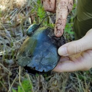 Bog turtle (6)