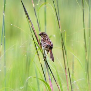 Grasshopper Sparrow - Chris Neff