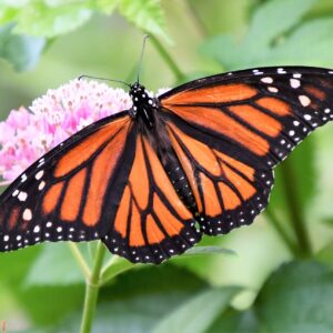 Monarch Butterfly - Chris Neff