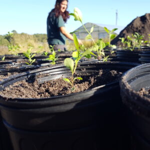 27 Native seedlings growing at Clemenson Farms (Kristen Meistrell)