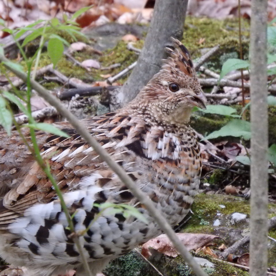 A Rough Time for Ruffed Grouse New Jersey Audubon