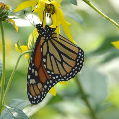 Female monarch sips sunflower nectar