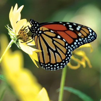 Male monarch at wild sunflower