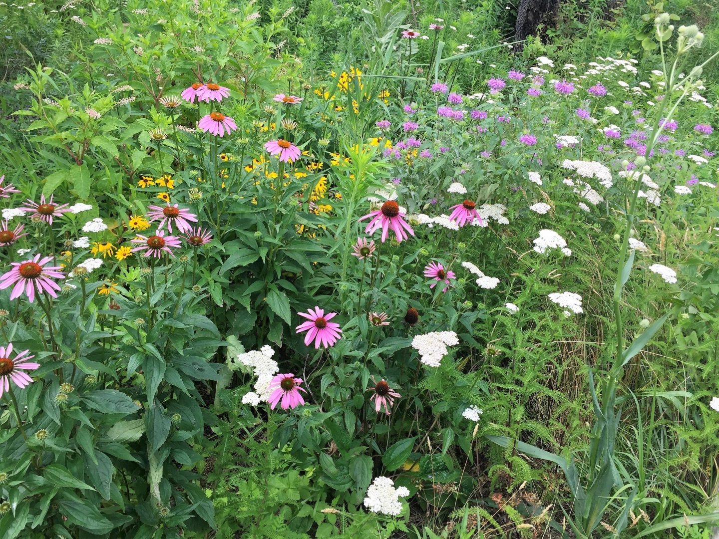 Native Plant Sales New Jersey Audubon