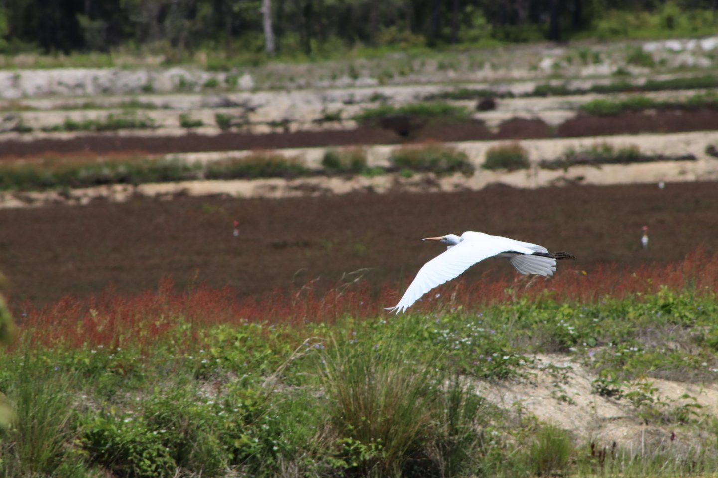 NJA Helps Farmer to Become First Cranberry Producer to be Approved for