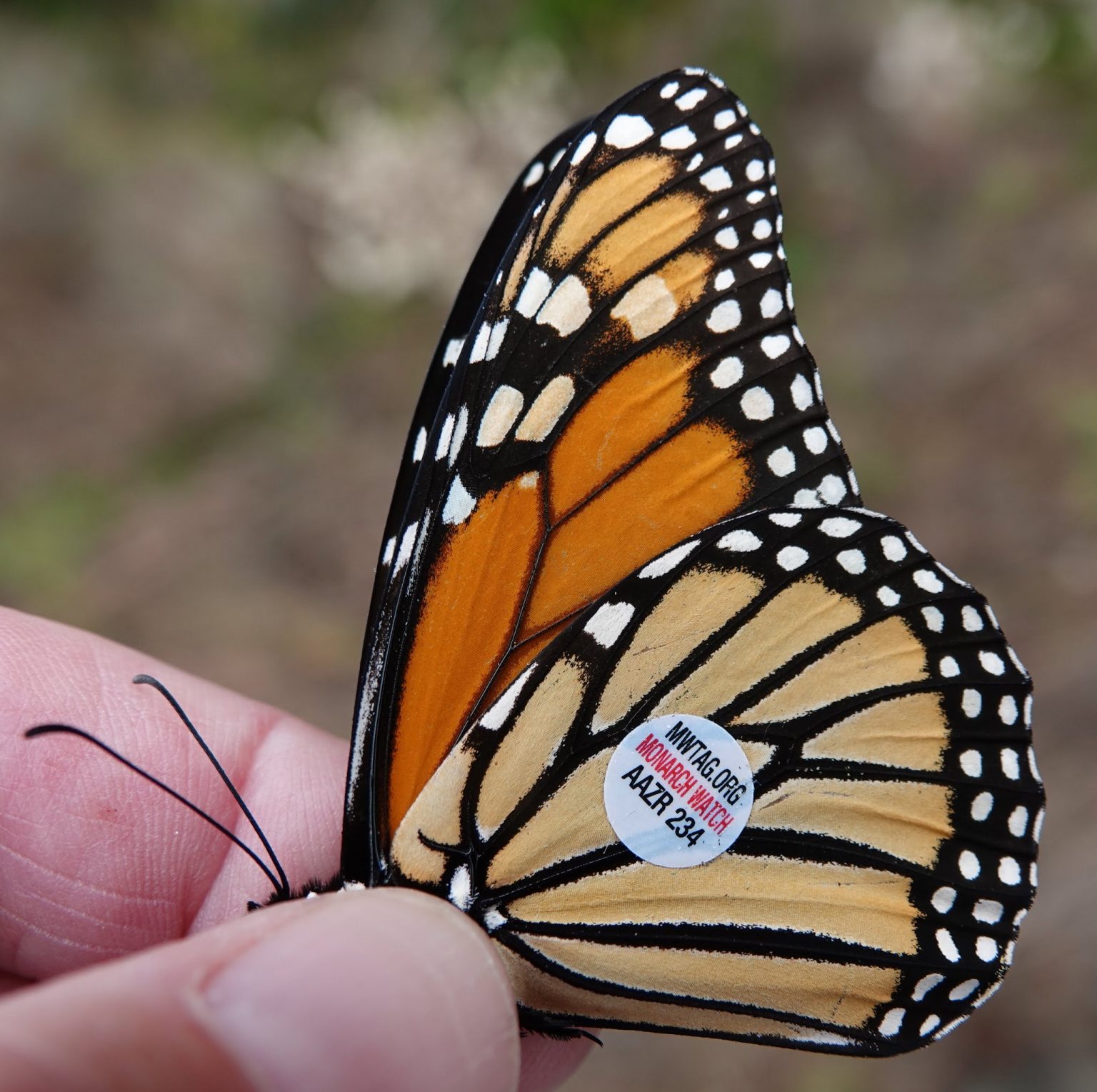 Cape May Fall Festival | New Jersey Audubon