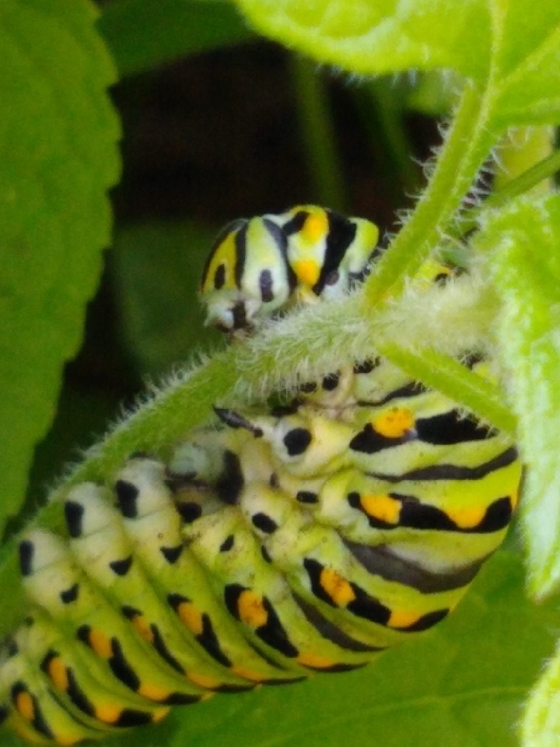 Identifying Two Common Garden Caterpillars New Jersey Audubon