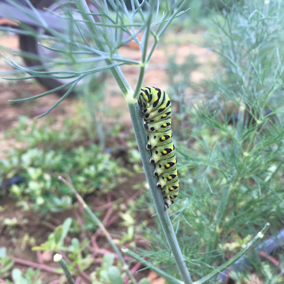 Identifying Two Common Garden Caterpillars New Jersey Audubon