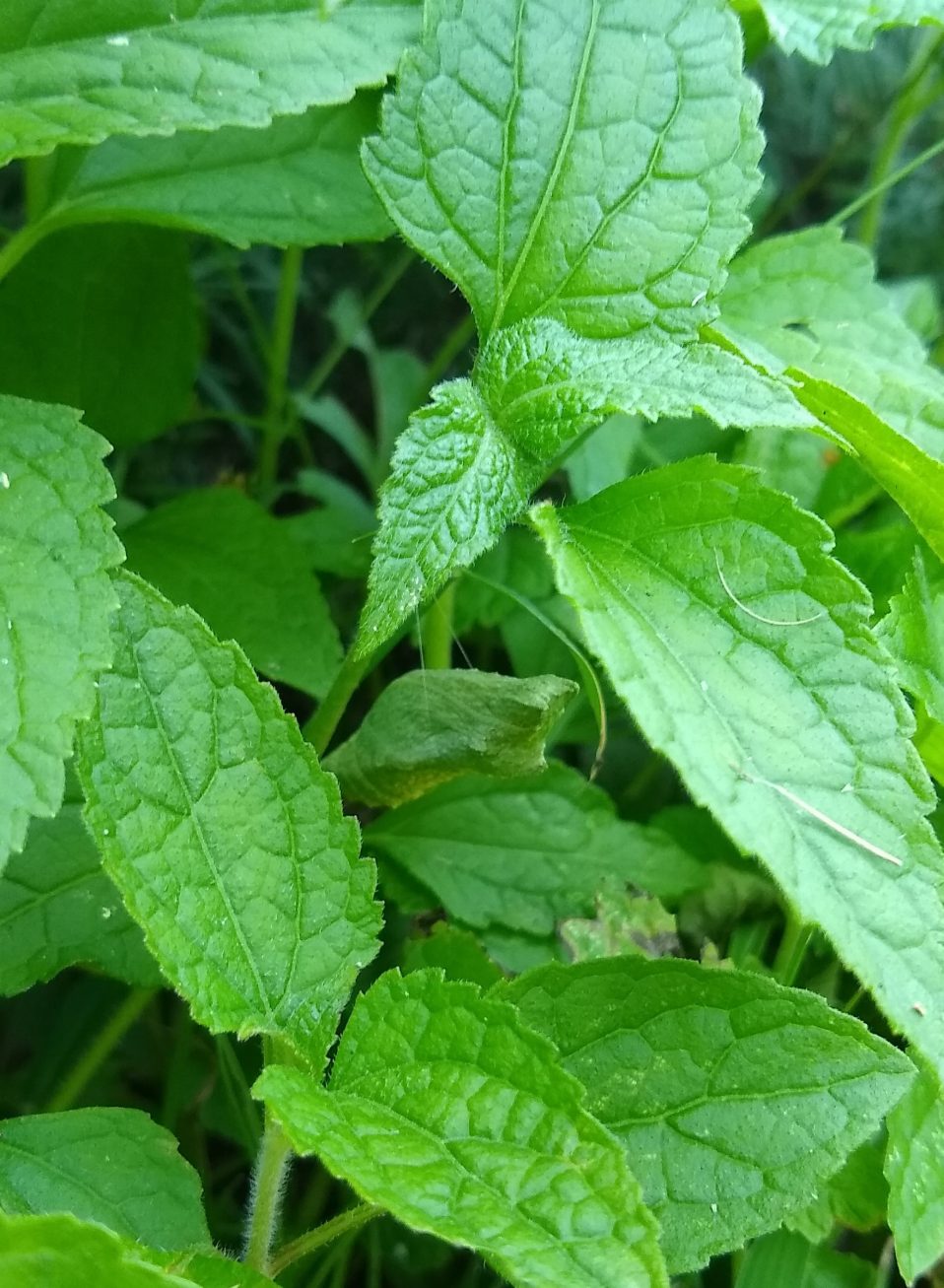 Identifying Two Common Garden Caterpillars 