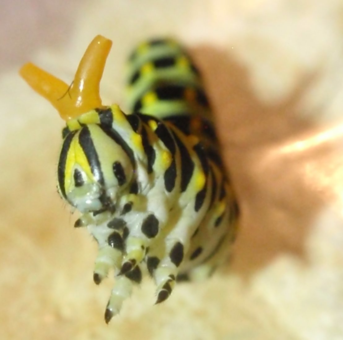 Identifying Two Common Garden Caterpillars New Jersey Audubon