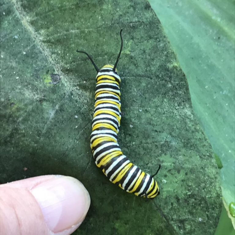 List 97+ Pictures yellow white and black striped caterpillar Updated