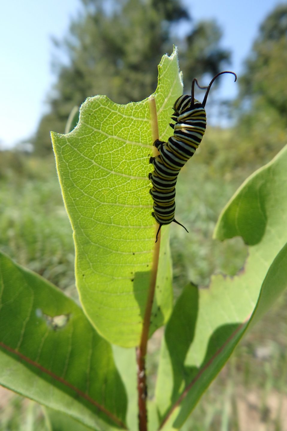 Identifying Two Common Garden Caterpillars New Jersey Audubon