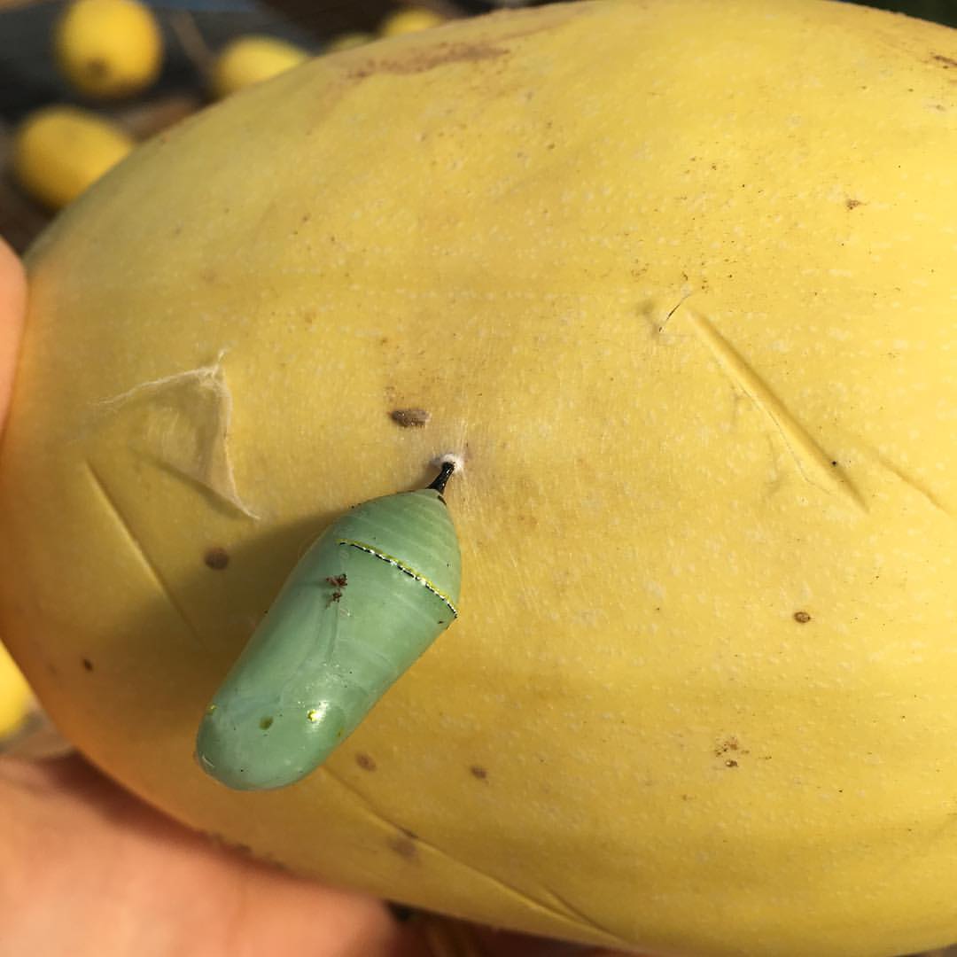 Identifying Two Common Garden Caterpillars New Jersey Audubon
