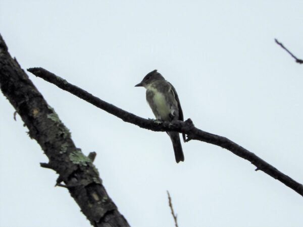 Red-breasted Nuthatches & A Good Migration Day | New Jersey Audubon