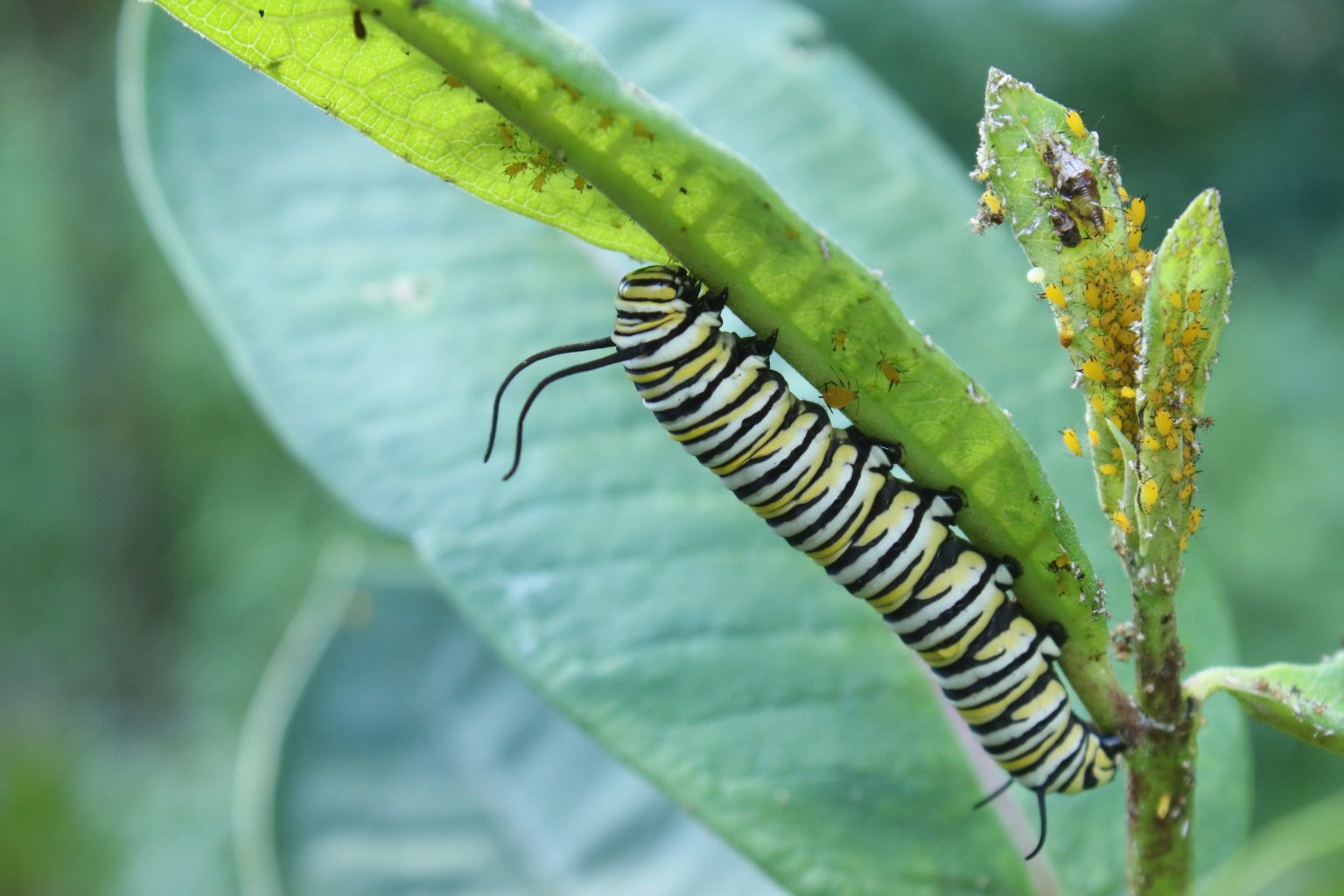 Monarchs and Viceroys: A Tale of Mimicry | New Jersey Audubon