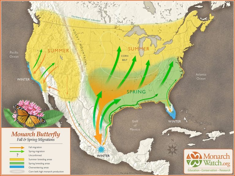 Little Butterfly, Big Journey: A little bit about monarch migration and ...