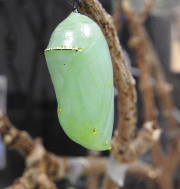 monarch chrysalis hatching
