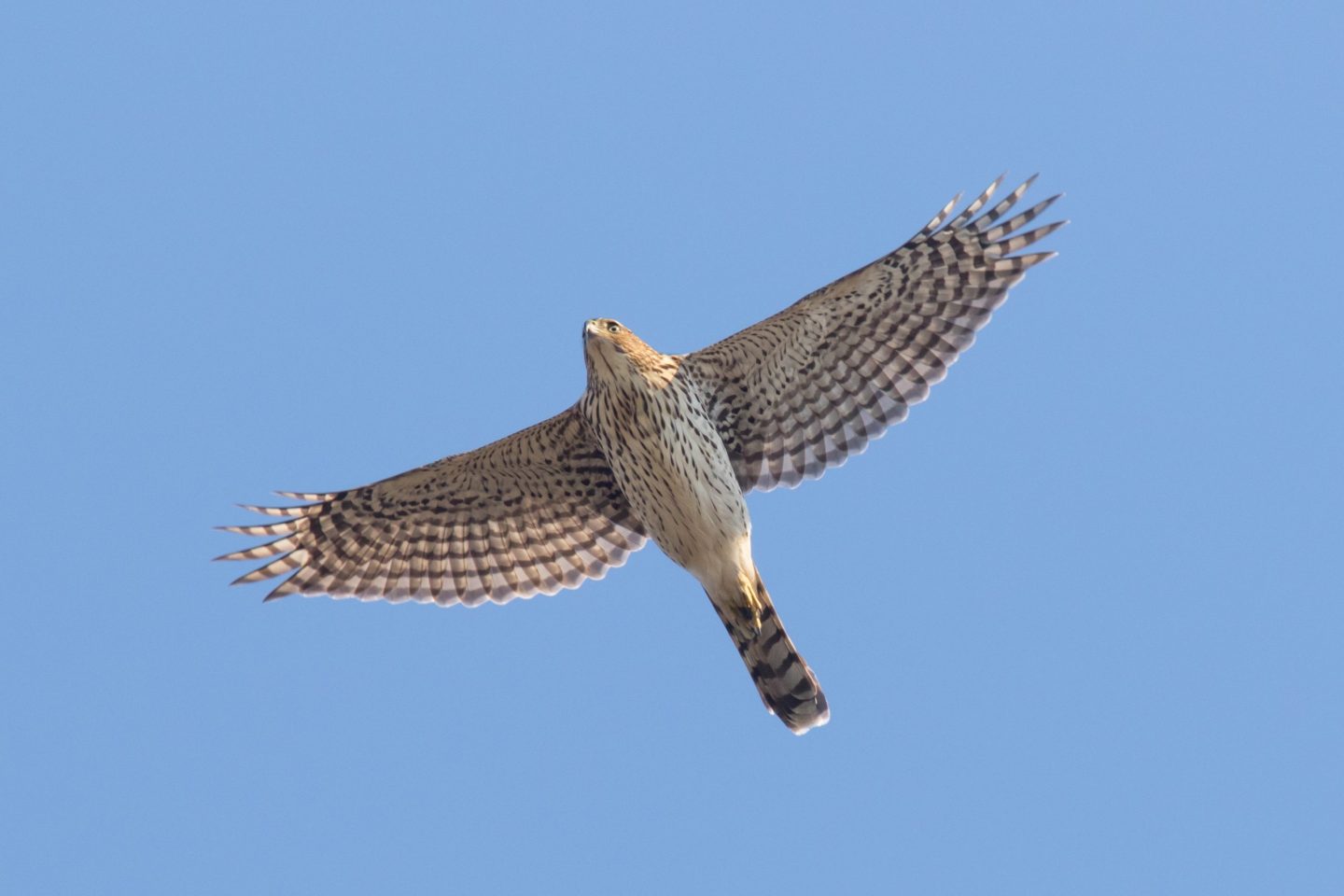 CAPE MAY HAWKWATCH UPDATE - November 6th to 12th | New Jersey Audubon