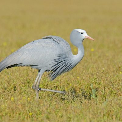 Blue-Crane: South Africa
