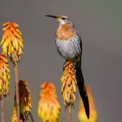 Gurney's_Sugarbird: South Africa