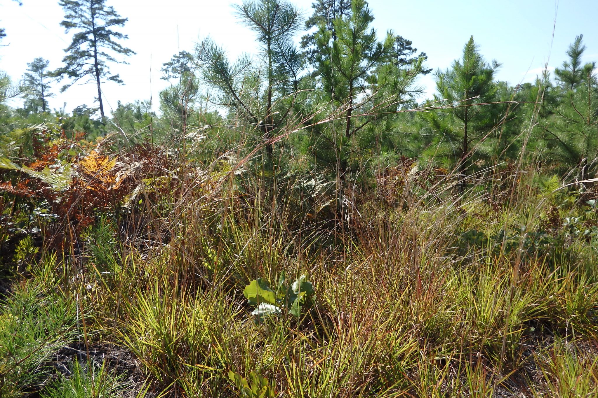 Northern Bobwhite Restoration Initiative Published in Journal of