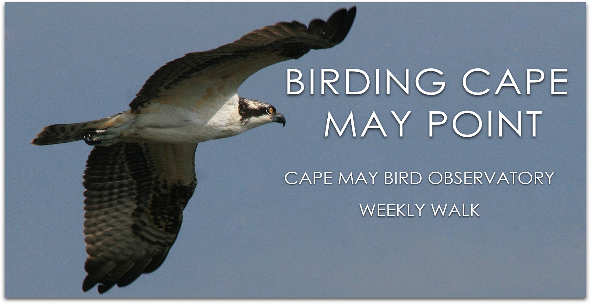 Birds And Birding At Cape May What To See And When And Where To Go